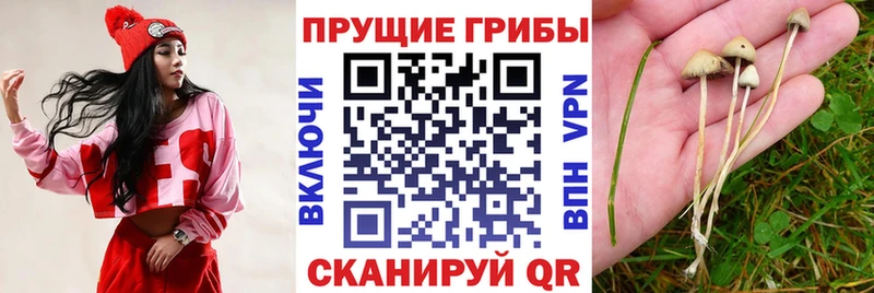 Псилоцибиновые грибы Psilocybine cubensis  Киреевск 